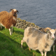 Sheep.